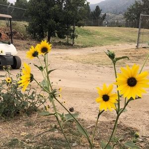 Meet your Posher, Brisa